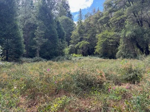 a view of a lush green forest with lots of trees