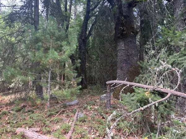 a view of a yard with a tree