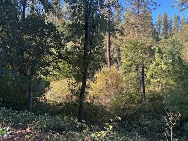 a view of a forest with trees