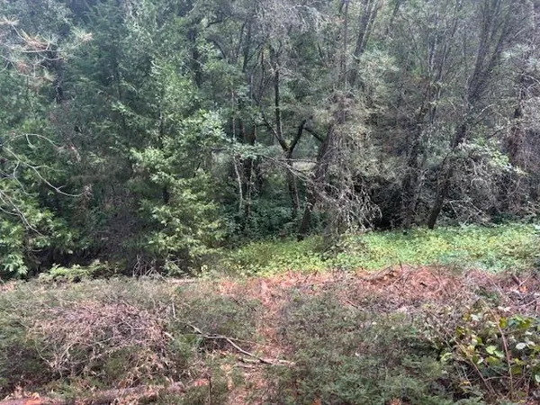 a view of a yard with plants and trees