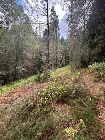a view of a forest with a tree