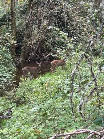 a view of a forest that has a tree