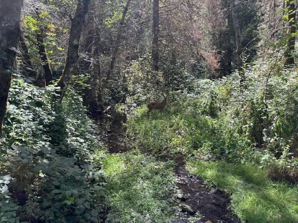 a view of a yard with plants and large trees