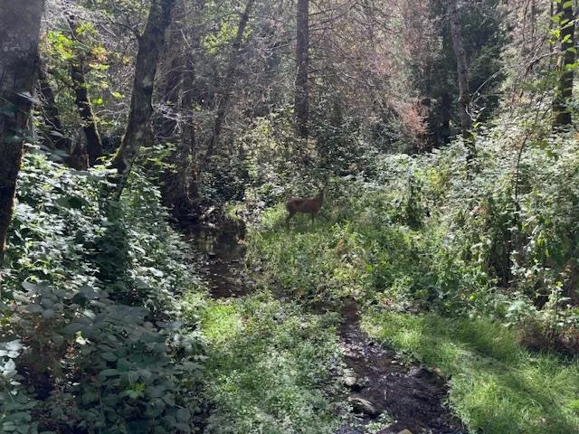 $72,500 | 2936 Independence Road, Mokelumne Hill, CA 95245