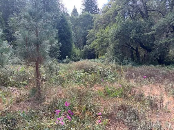 a view of a dry yard with green space
