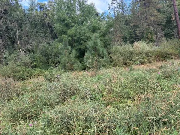 a view of a forest with trees all around