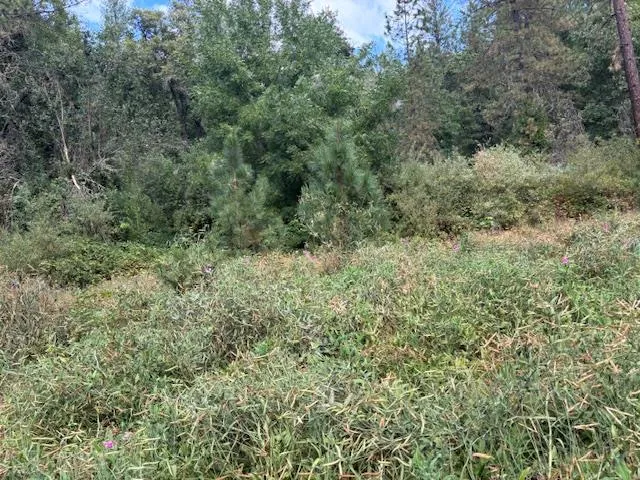 a view of a forest with trees all around