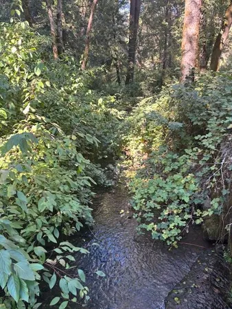 a view of a forest that has a tree