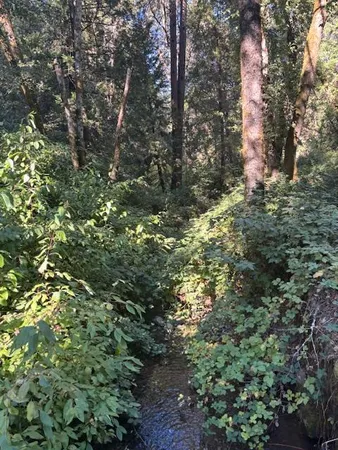 a view of a forest with a tree