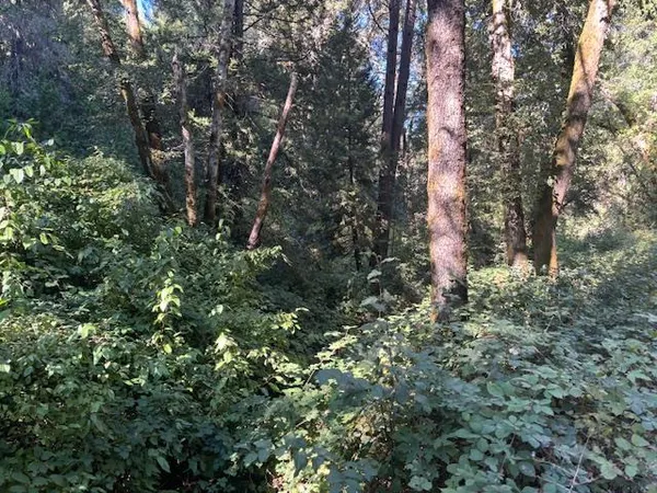 a view of a forest