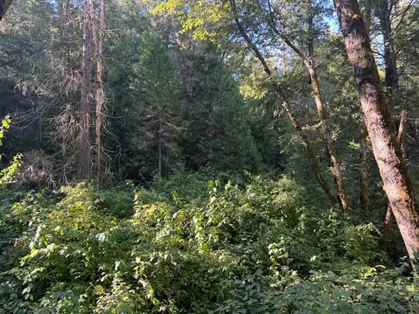 a view of a forest with trees in the background