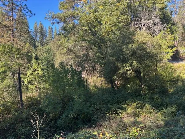 a view of a tree in a garden