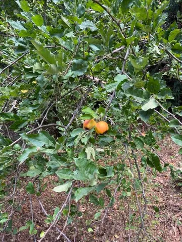 $72,500 | 2936 Independence Road, Mokelumne Hill, CA 95245