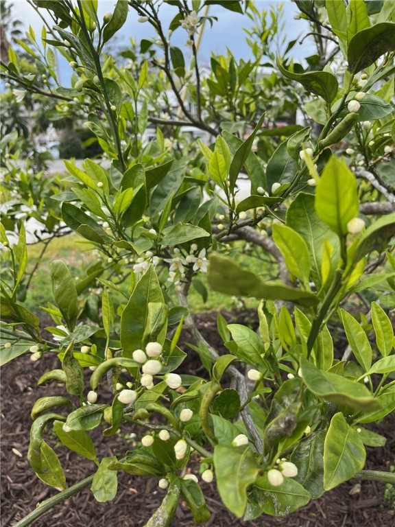 509 Atlantic Drive St. Simons Island, GA 31522 - Photo 40 of 50 Enjoy fresh orange juice this Christmas....this tree is covered in blooms!