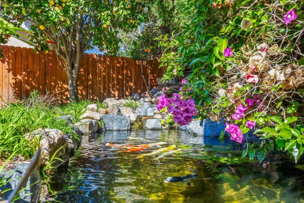 a small yard with fountain plants and large tree