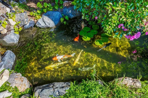 a view of a backyard