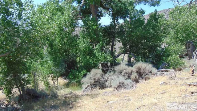 a view of a forest filled with trees