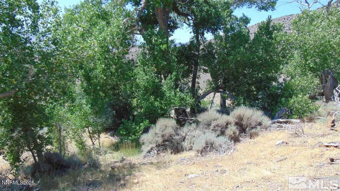 429110 Sutro Springs Road, Unit 429110 Dayton, NV 89403 - Photo 12 of 12 a view of a forest filled with trees