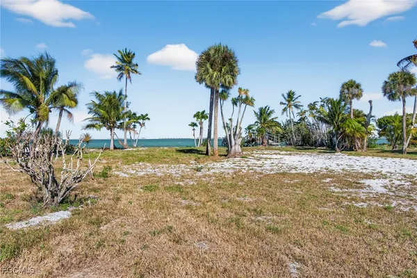 a view of a garden with palm trees