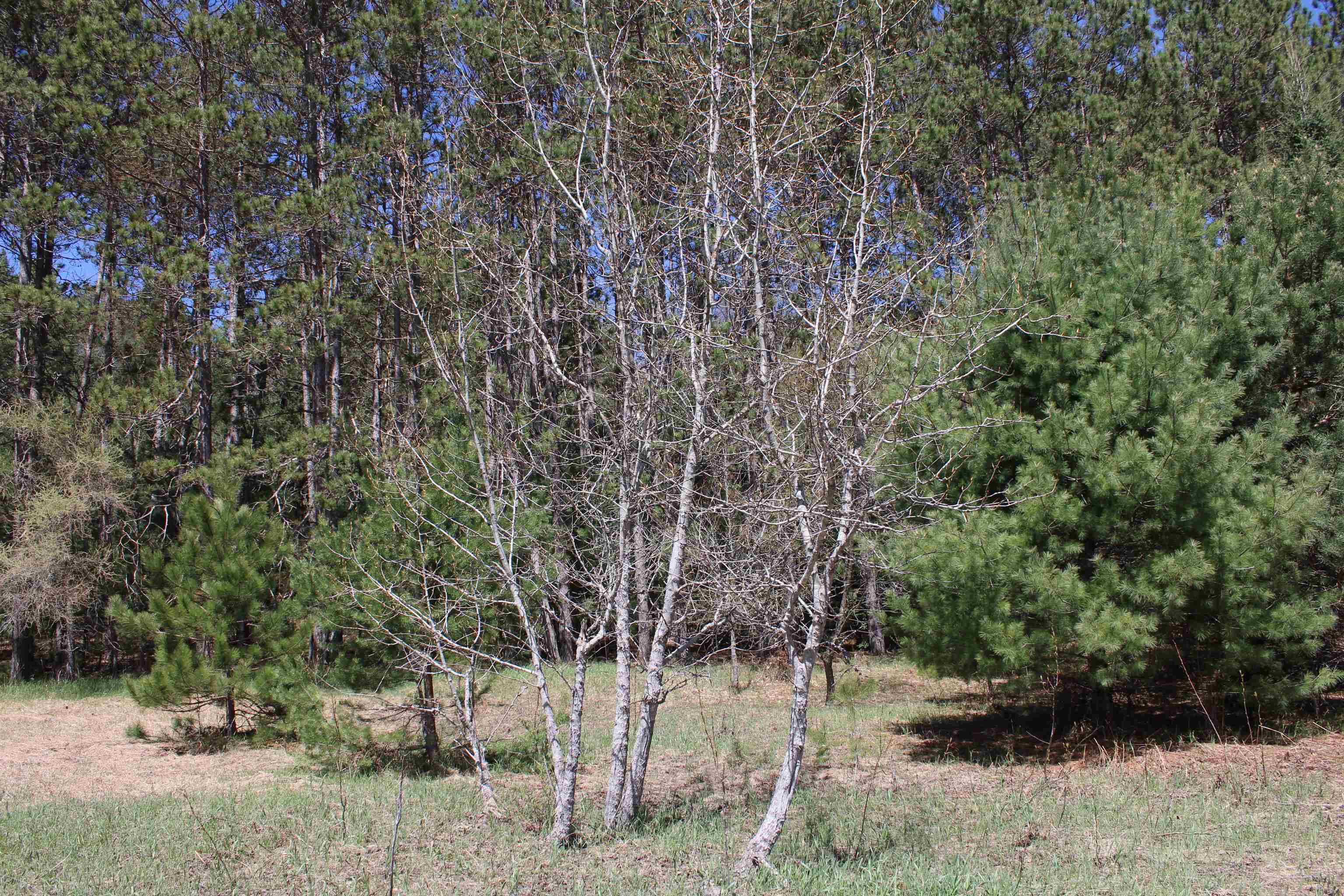 Valley Rd Rapid Rapid City, MI 49676 - Photo 21 of 36