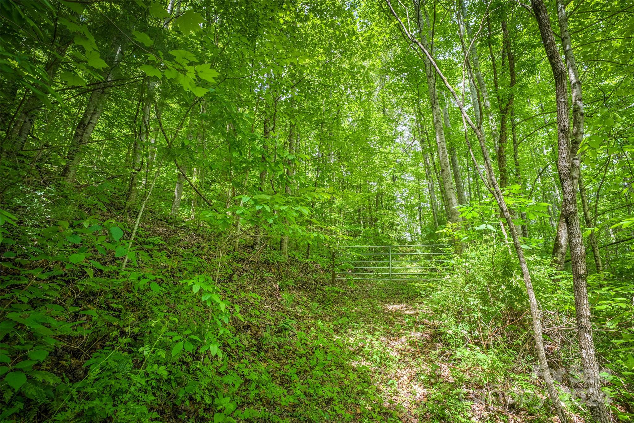 0 Old Country Road, Unit 7 Waynesville, NC 28786 - Photo 10 of 13 a view of a lush green forest