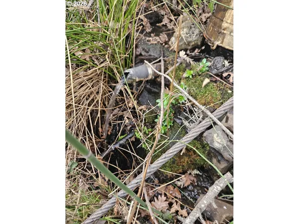 a picture of a plant