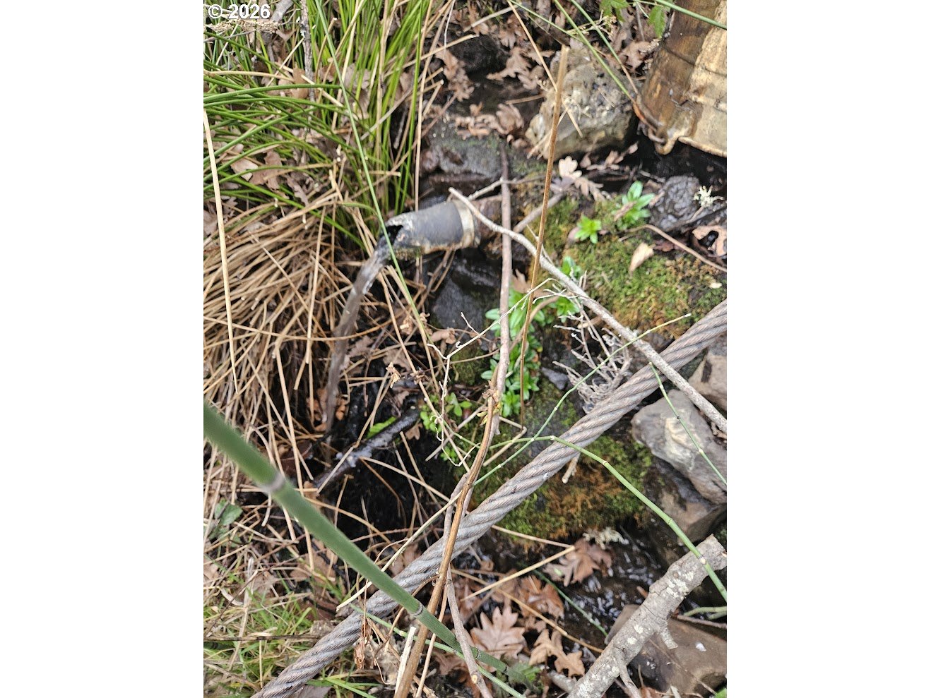 Wahkiacus Heights Road Klickitat, WA 98670 - Photo 1 of 42 a picture of a plant