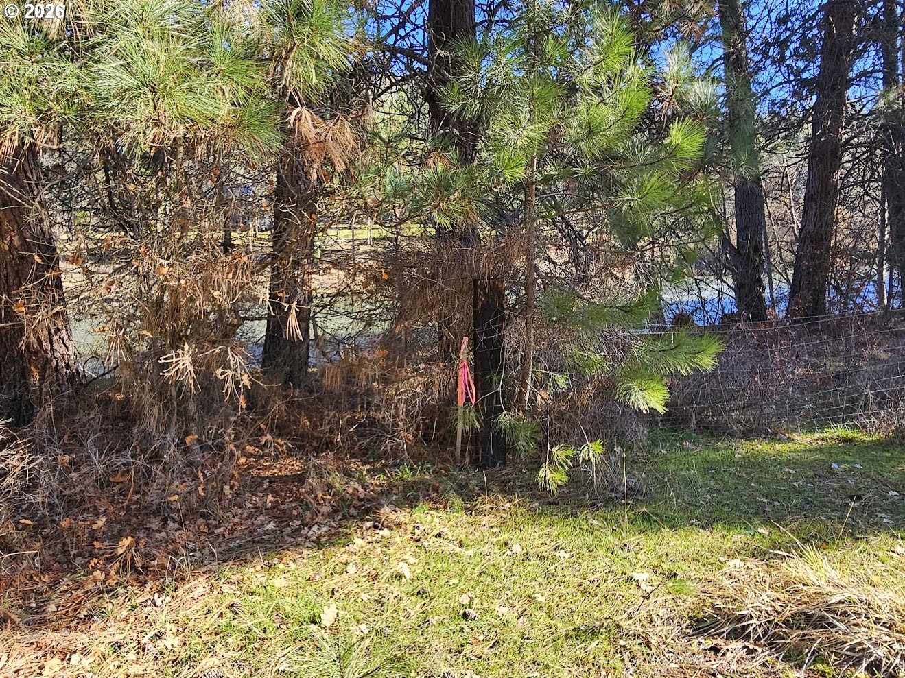 Wahkiacus Heights Road Klickitat, WA 98670 - Photo 15 of 42 a backyard of a house with a yard and large tree