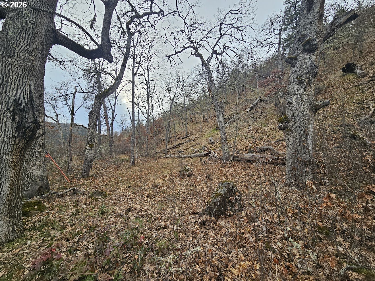 Wahkiacus Heights Road Klickitat, WA 98670 - Photo 16 of 42 a view of a yard with a tree