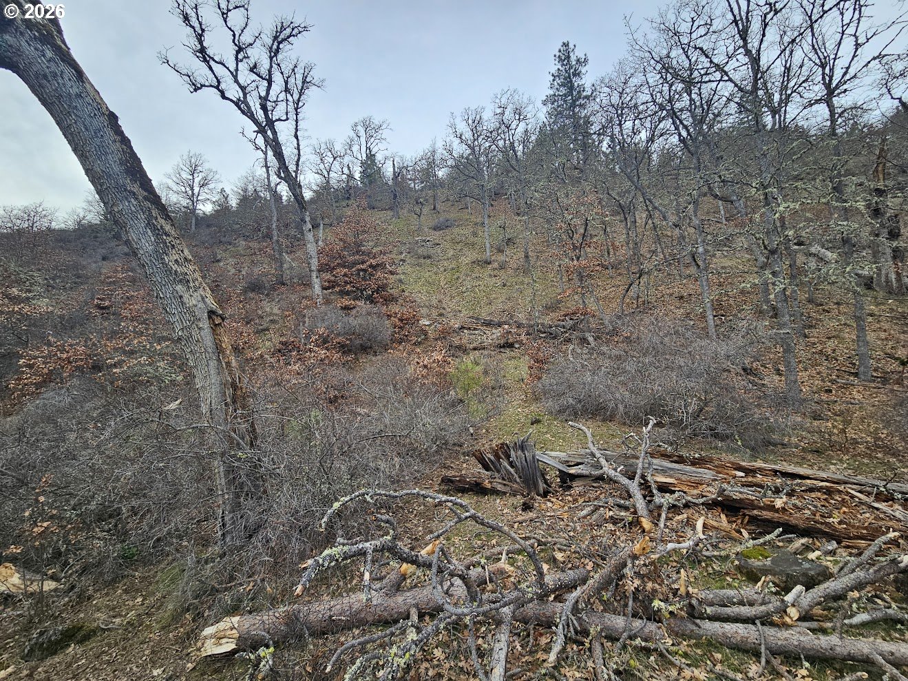 Wahkiacus Heights Road Klickitat, WA 98670 - Photo 20 of 42 a view of a yard with lots of trees