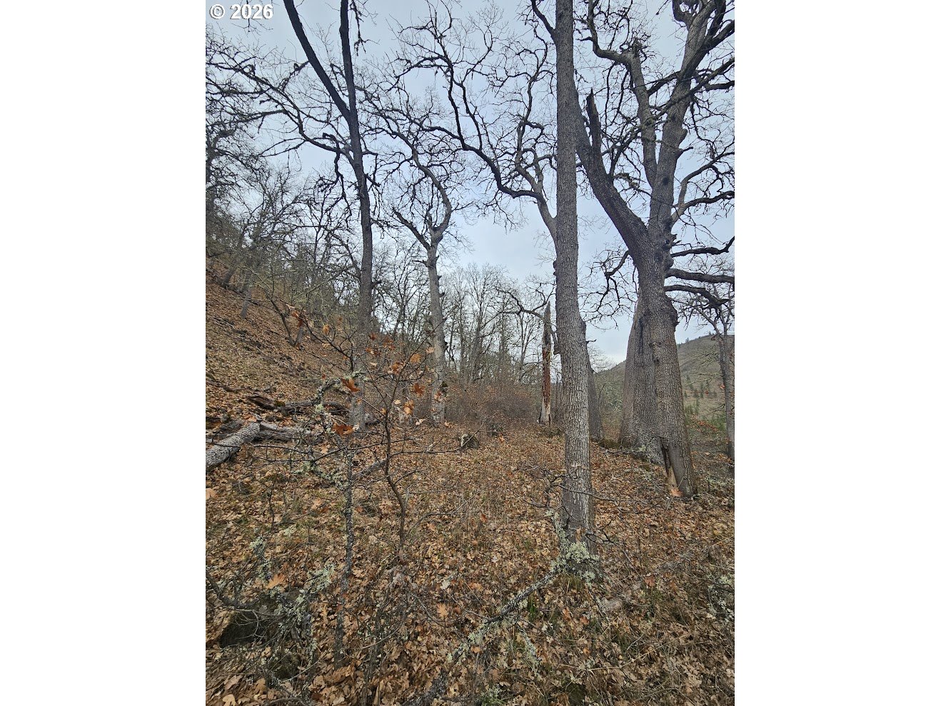 Wahkiacus Heights Road Klickitat, WA 98670 - Photo 22 of 42 a picture of a tree in the background