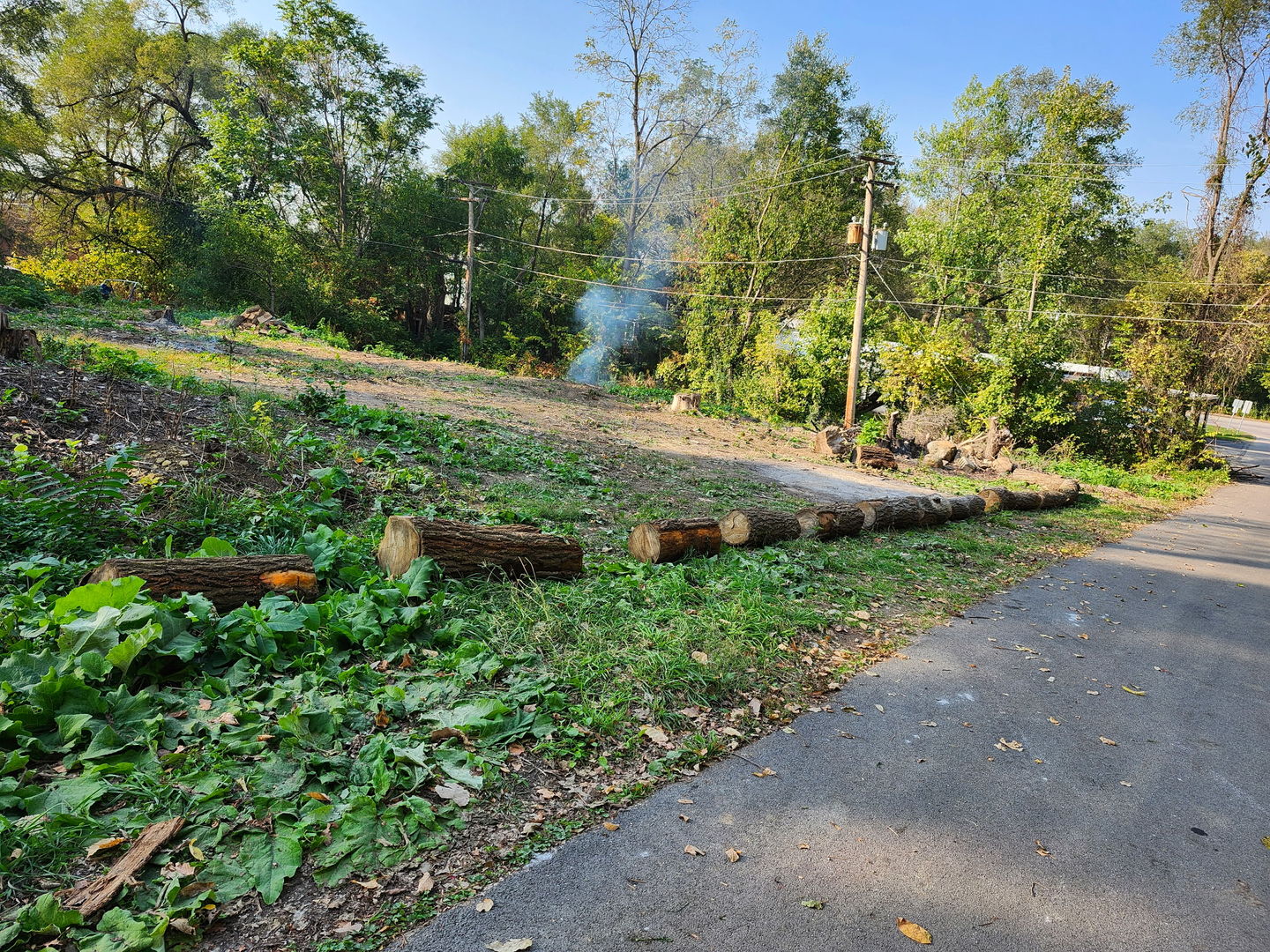 a view of a park with large trees