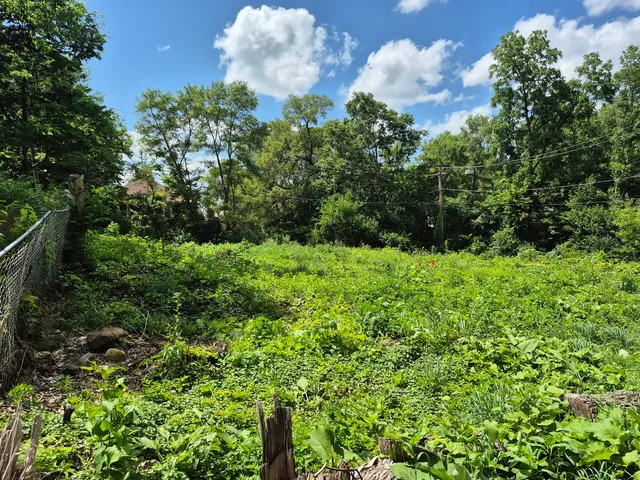 a view of flowers in a garden