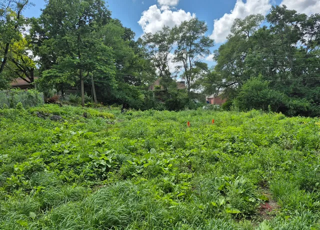 a view of a lush green forest with trees and flowers