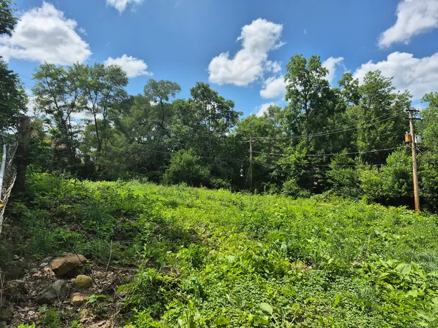 a view of a bunch of trees and flowers