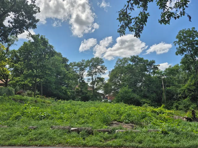 a view of a bunch of trees and bushes