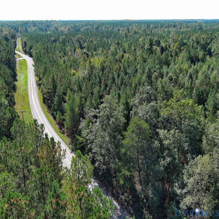 a view of a forest with a street view