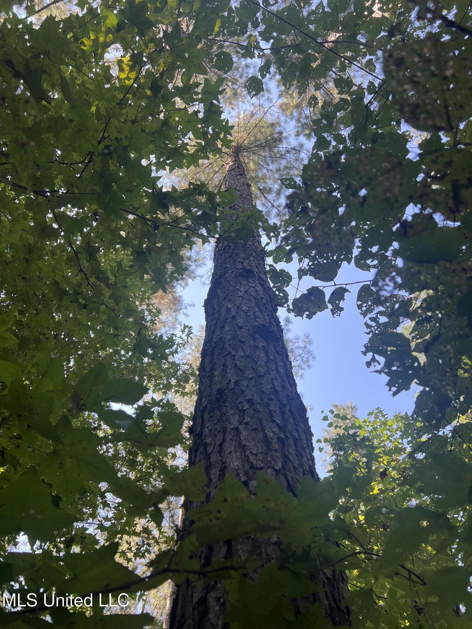 24 Co Road Enterprise, MS 39330 - Photo 10 of 14 IMG_6065