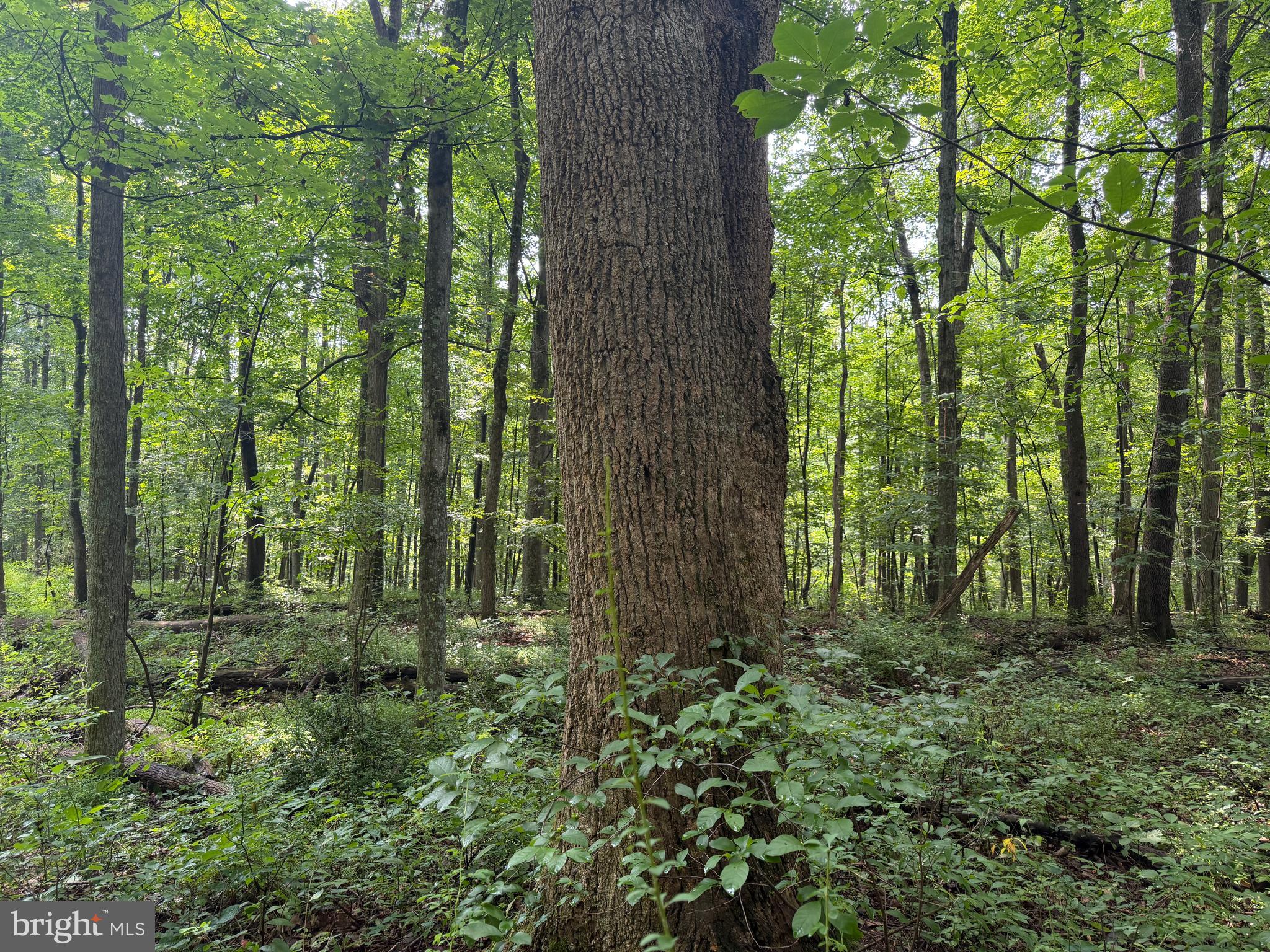 107-acres Schenck Road Wells Tannery, PA 16691 - Photo 37 of 73 Gallery Image 37