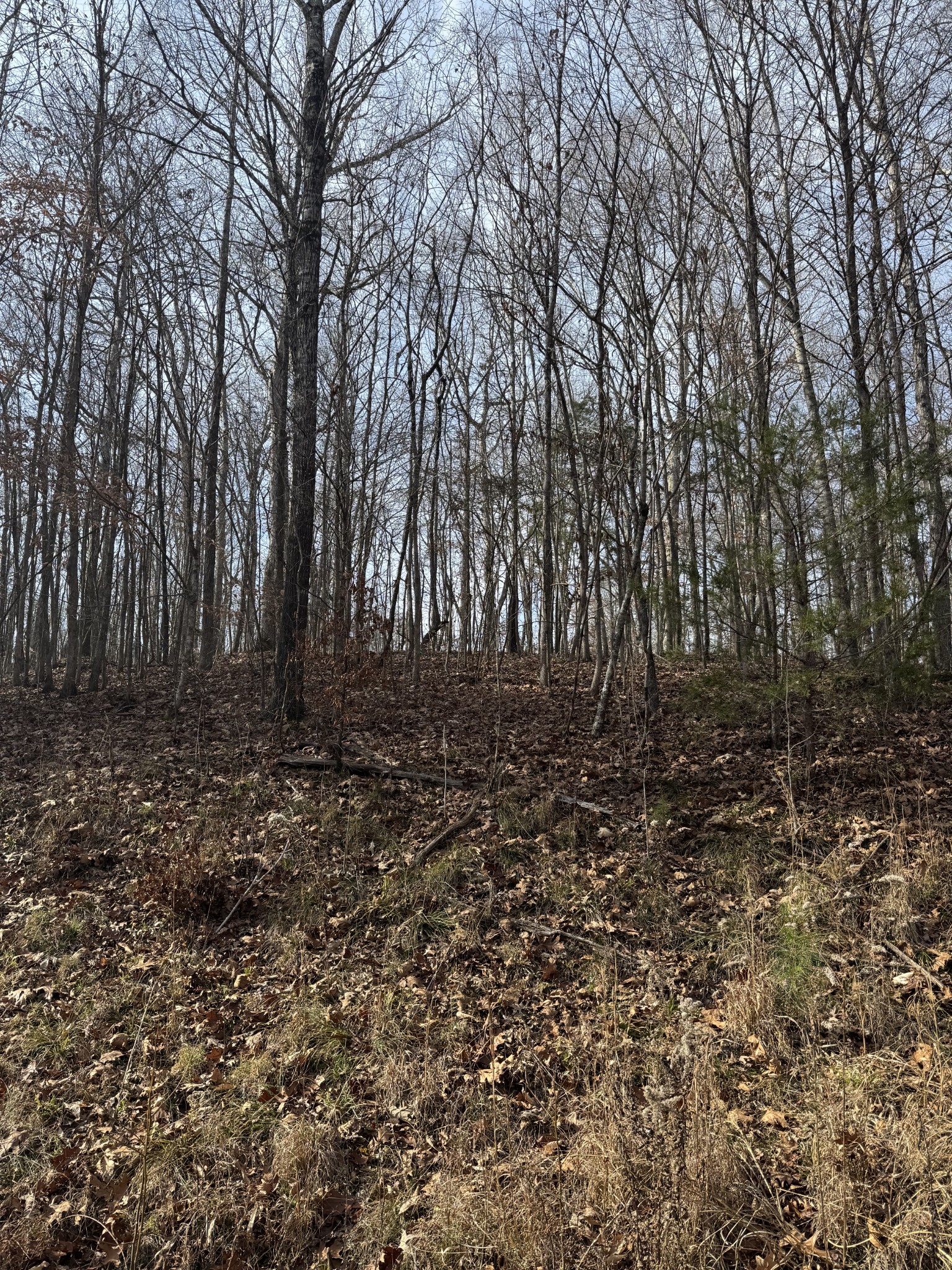 0 South Line Drive Big Sandy, TN 38221 - Photo 2 of 8 a view of outdoor space with trees