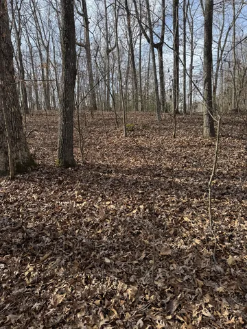 a view of a yard with trees