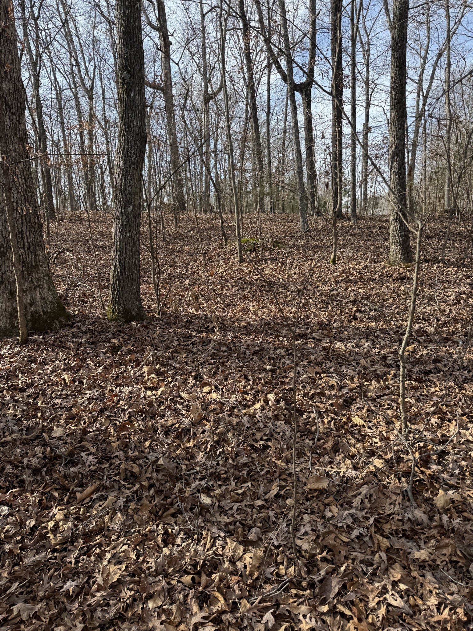 0 South Line Drive Big Sandy, TN 38221 - Photo 4 of 8 a view of a yard with trees