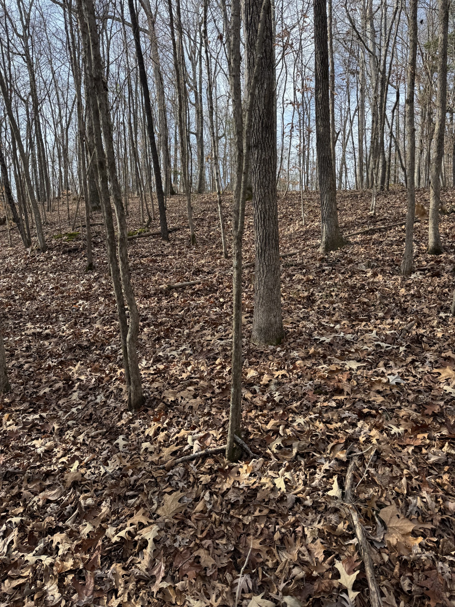 0 South Line Drive Big Sandy, TN 38221 - Photo 5 of 8 a yard with large trees