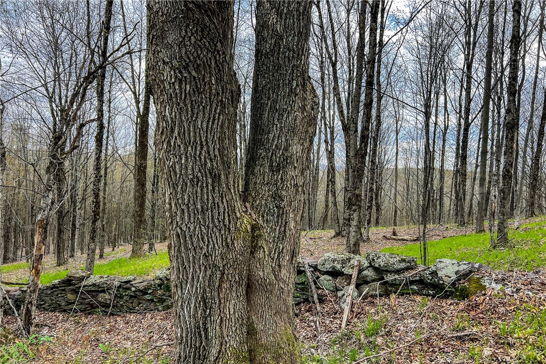 Lot 3 Brownell Road Bloomville, NY 13739 - Photo 26 of 35