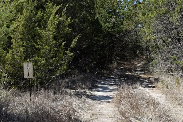 a view of a yard with plants and trees