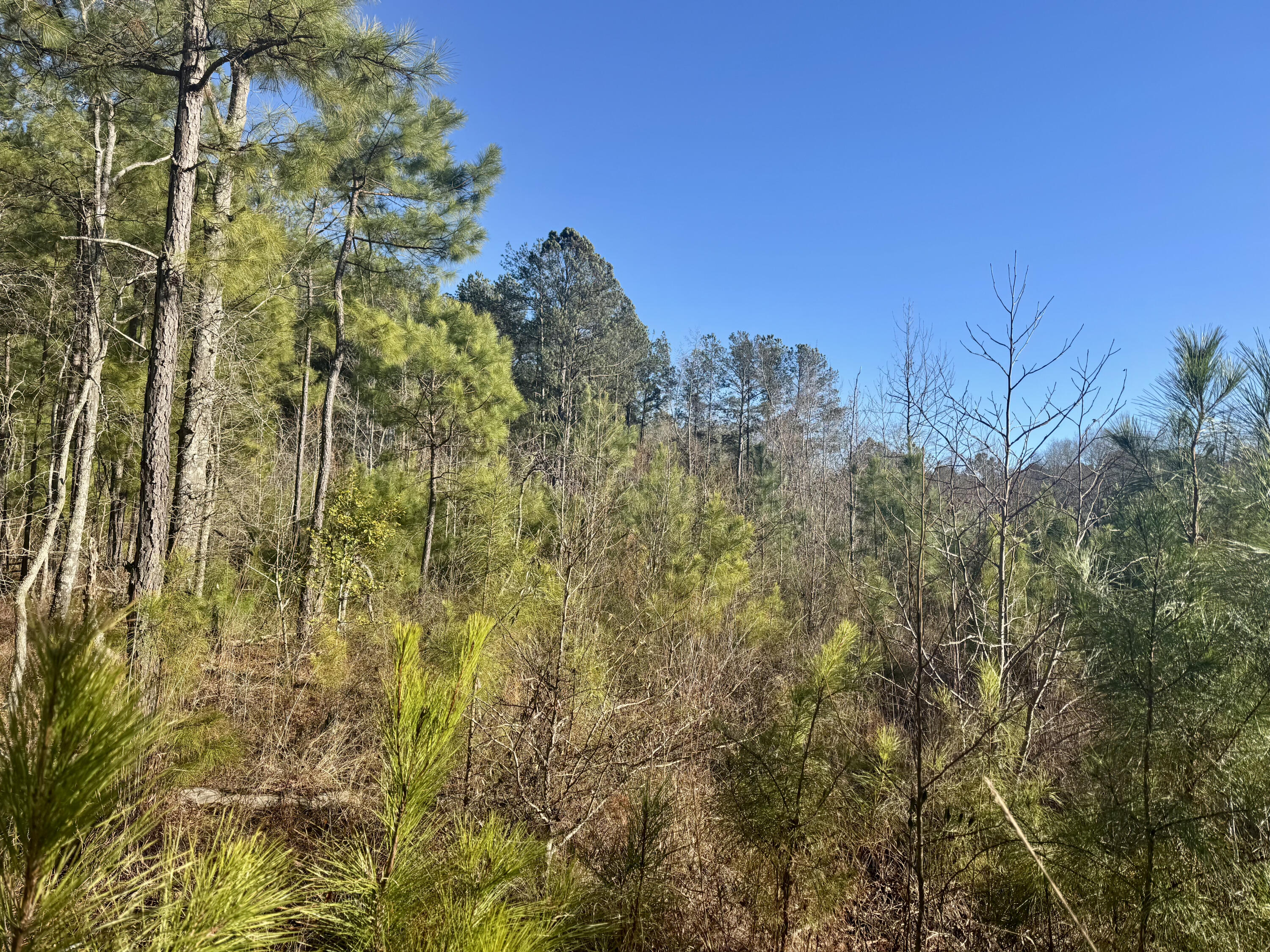 451 Pringlewood Road Eastover, SC 29044 - Photo 3 of 19