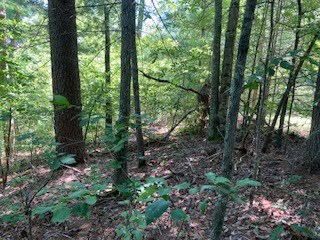 797 Woodbine Lane Ranger, GA 30734 - Photo 3 of 12