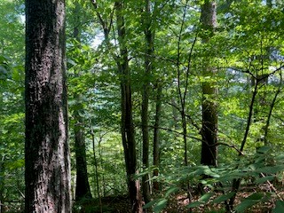 797 Woodbine Lane Ranger, GA 30734 - Photo 5 of 12