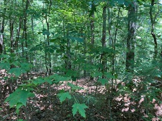 797 Woodbine Lane Ranger, GA 30734 - Photo 9 of 12