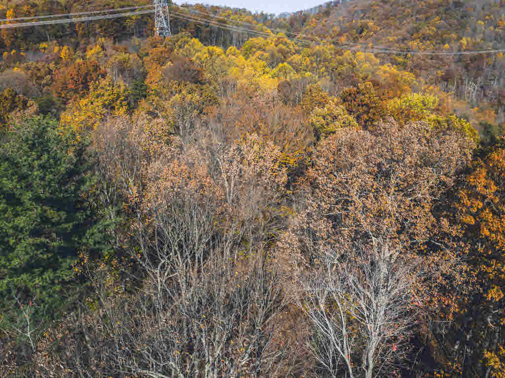 Shooting Creek Road Ferrum, VA 24088 - Photo 14 of 26 Gallery Image 14